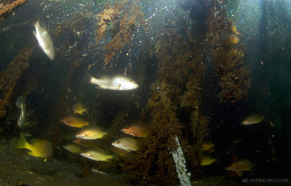 Mangrove Snapper PNG - mangrove-snapper-size-limit mangrove