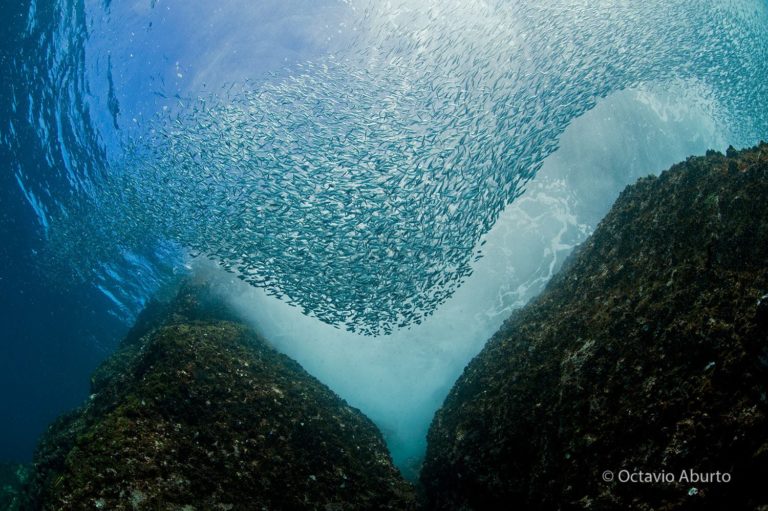Sardine fishery collapse in the Gulf of California.