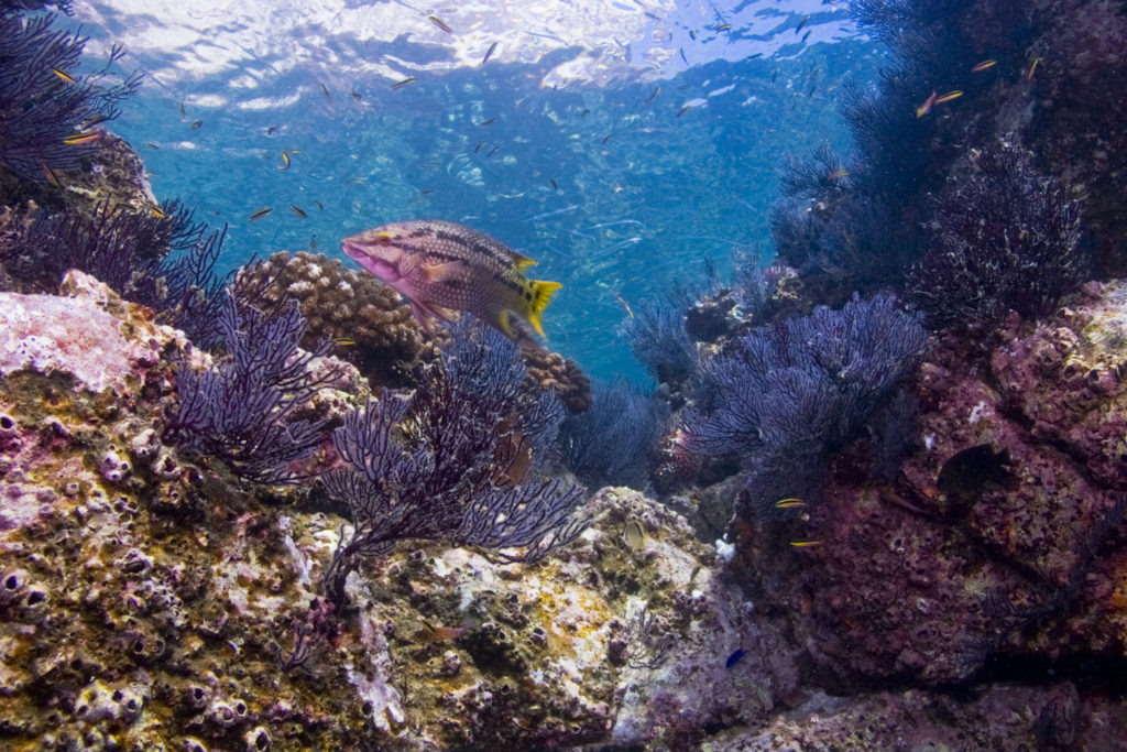 Marine habitat distributions in the Gulf of California.