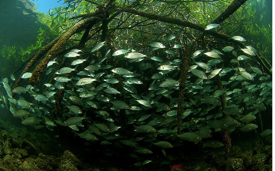 Mangroves Fish