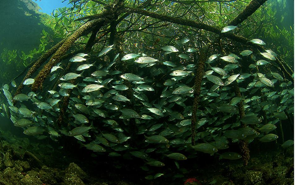 mangrove swamps fish