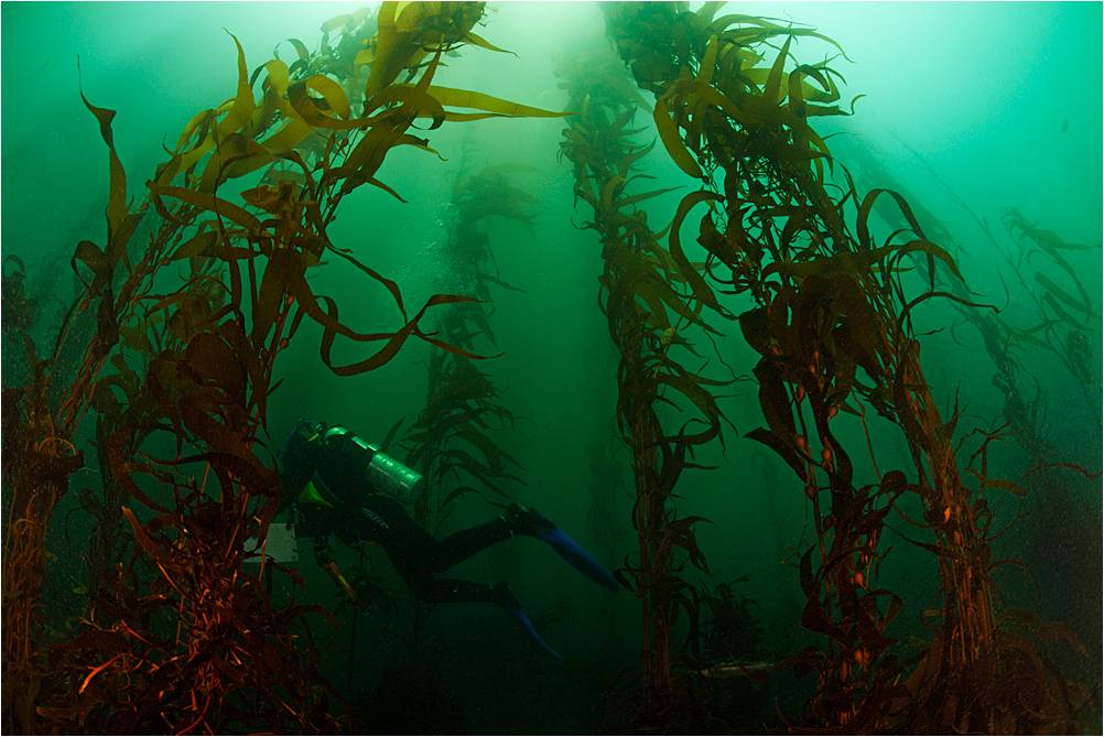 Kelp Forests