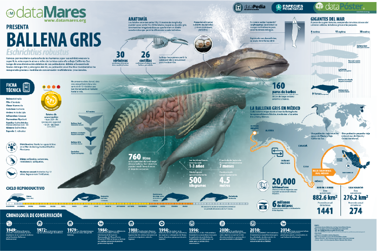 BALLENA GRIS