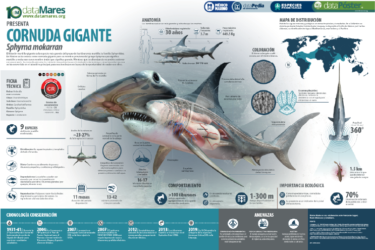 CORNUDA GIGANTE