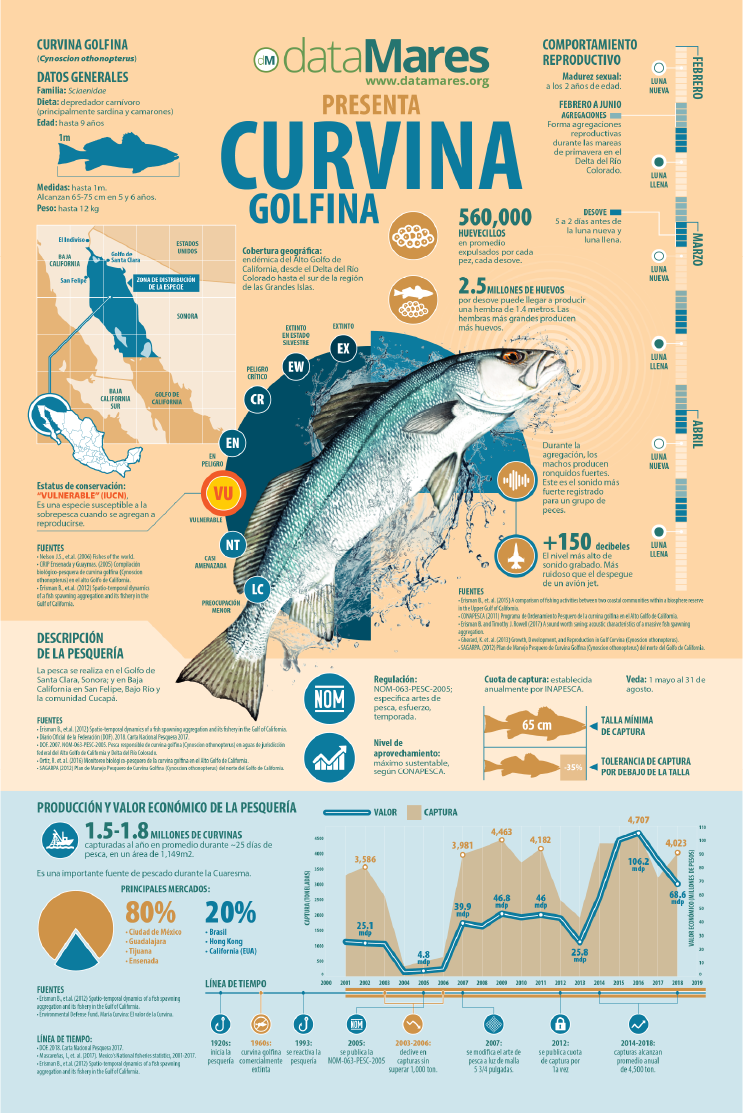 CURVINA GOLFINA