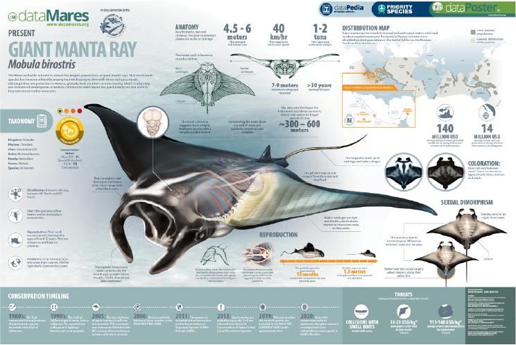 GIANT MANTA RAY