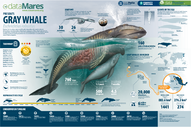 GRAY WHALE