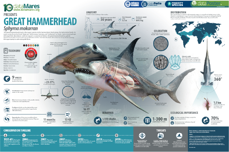 GREAT HAMMERHEAD