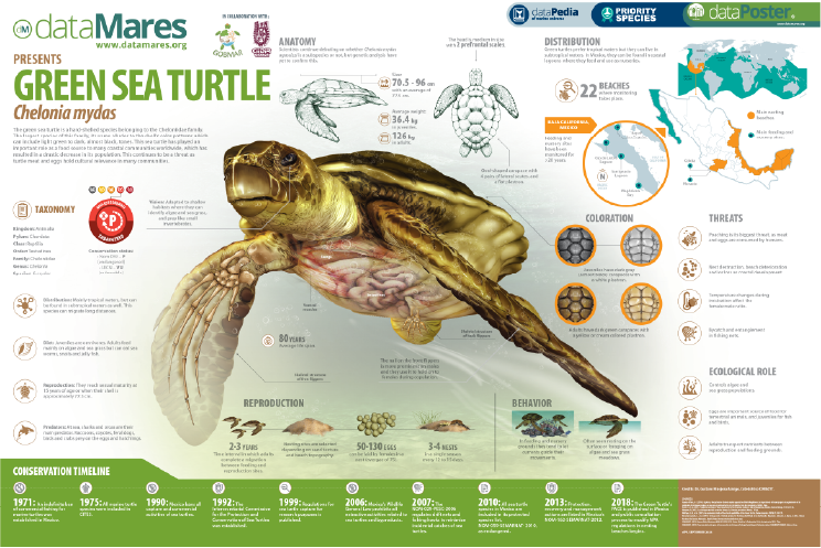 GREEN SEA TURTLE