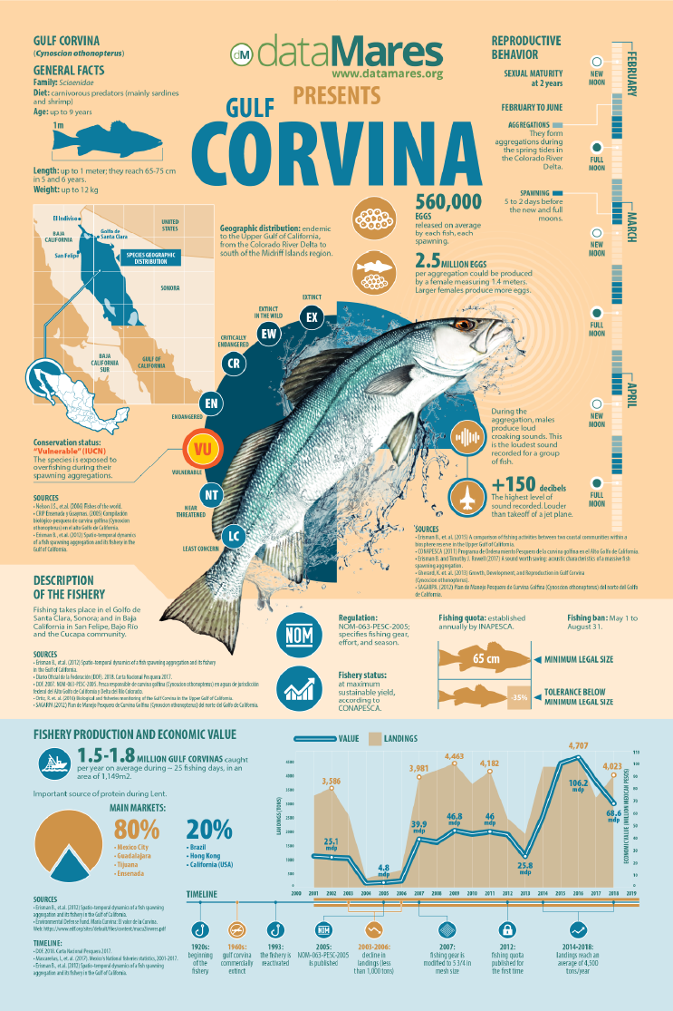 GULF CORVINA