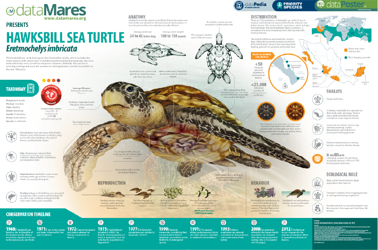 HAWKSBILL SEA TURTLE