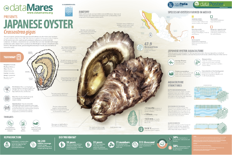 JAPANESE OYSTER