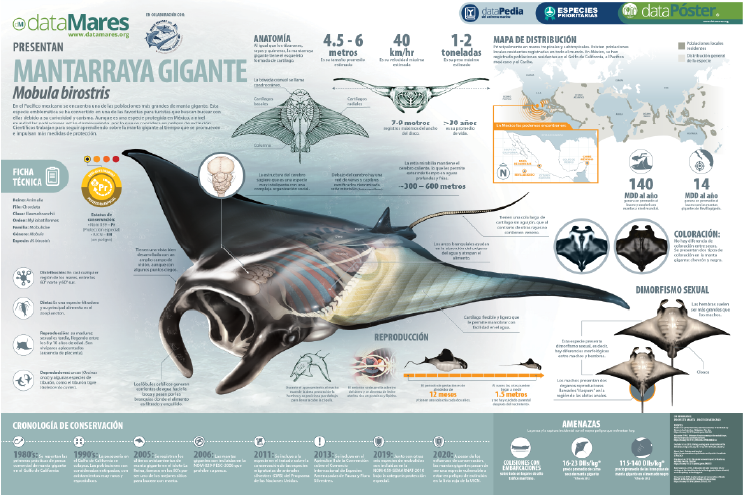 MANTARRAYA GIGANTE