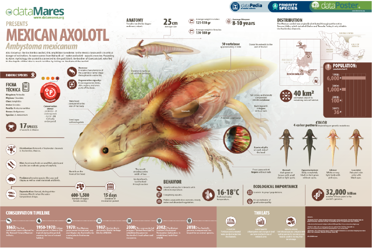 MEXICAN AXOLOTL