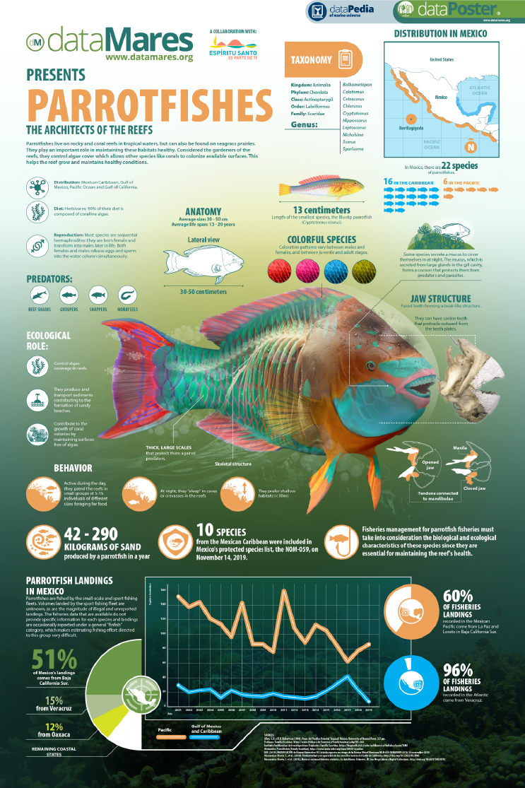 PARROTFISHES