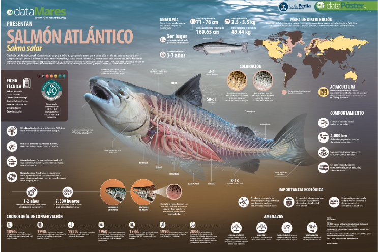 SALMÓN ATLÁNTICO