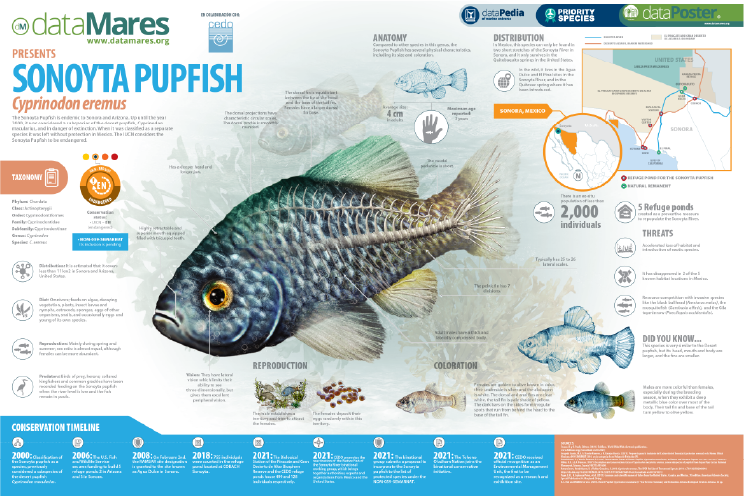 SONOYTA PUPFISH