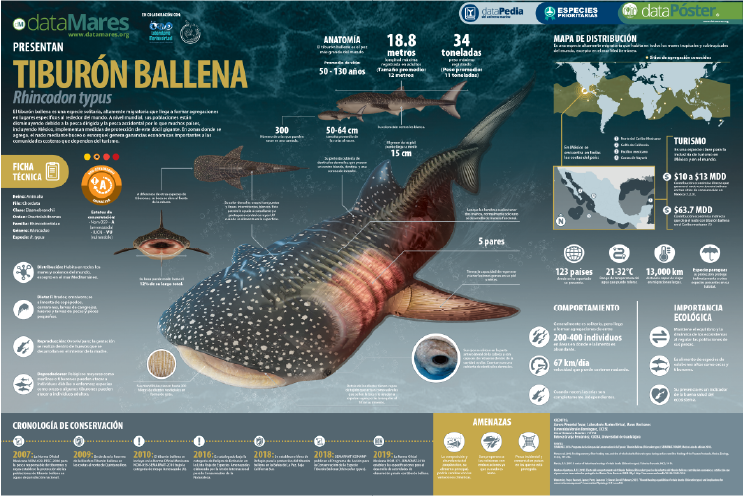 TIBURÓN BALLENA