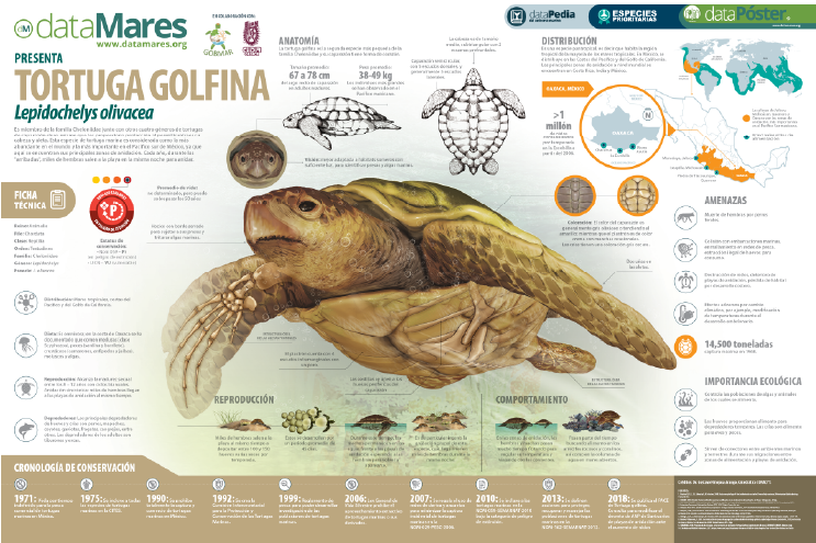 TORTUGA GOLFINA