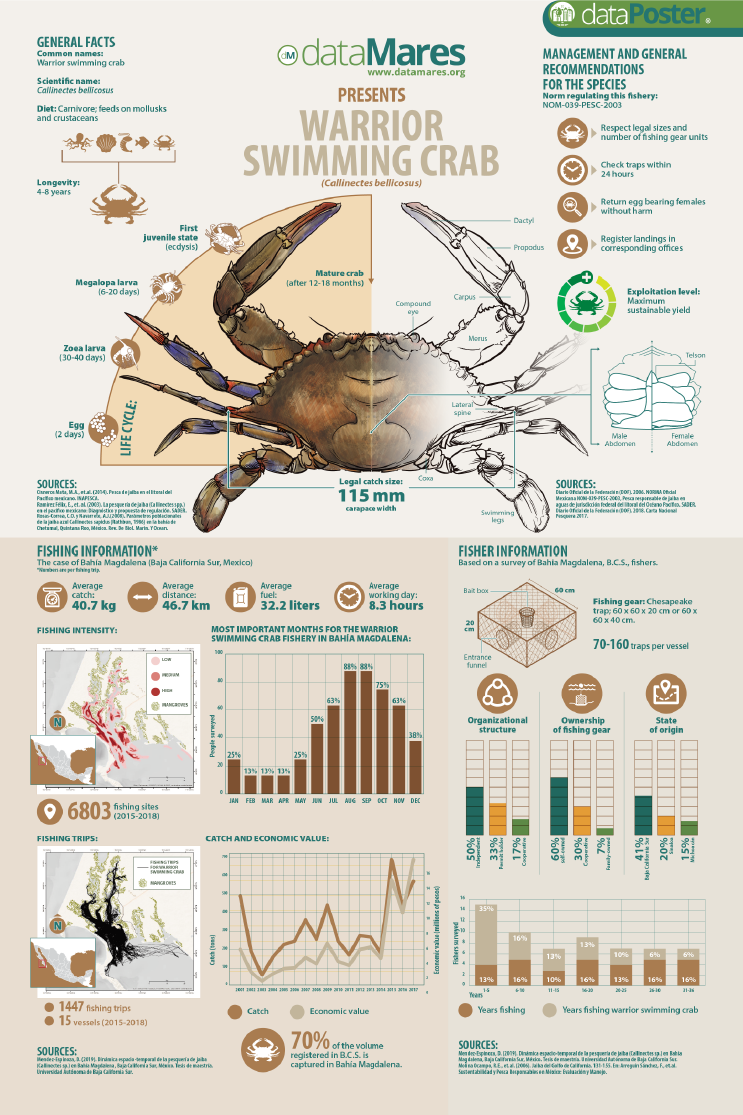 WARRIOR SWIMMING CRAB