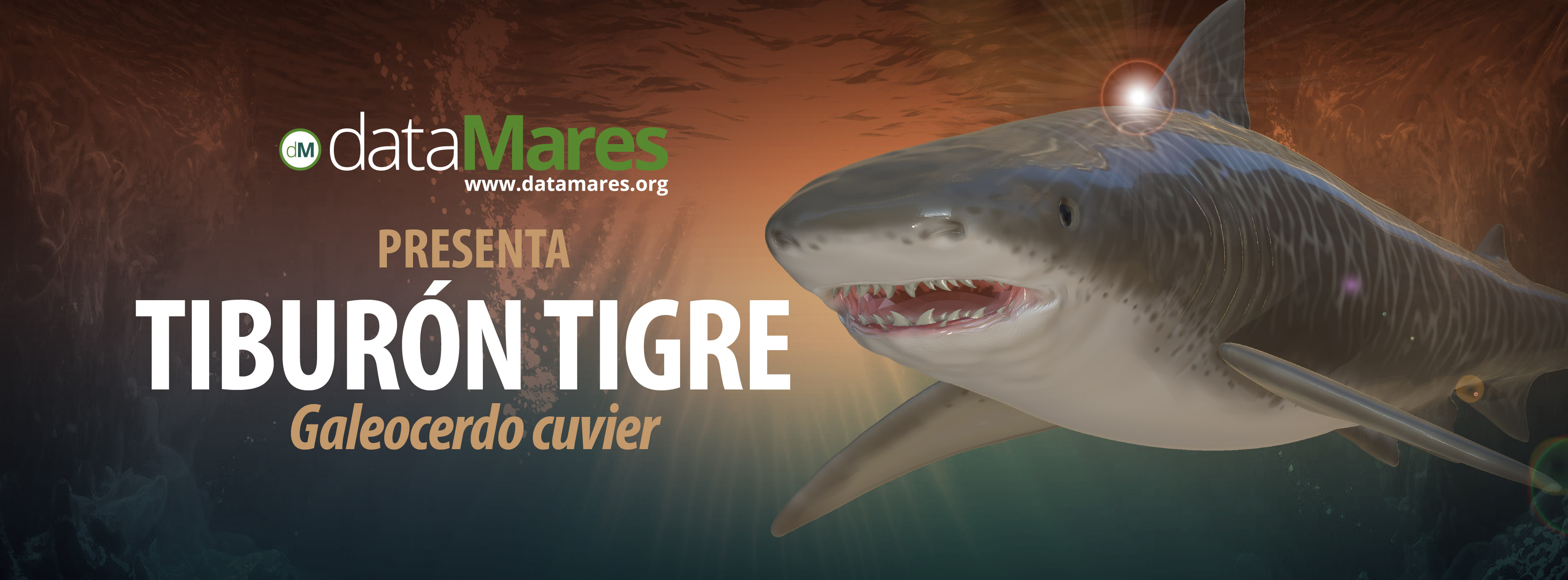 BANNER TIBURON TIGRE-01