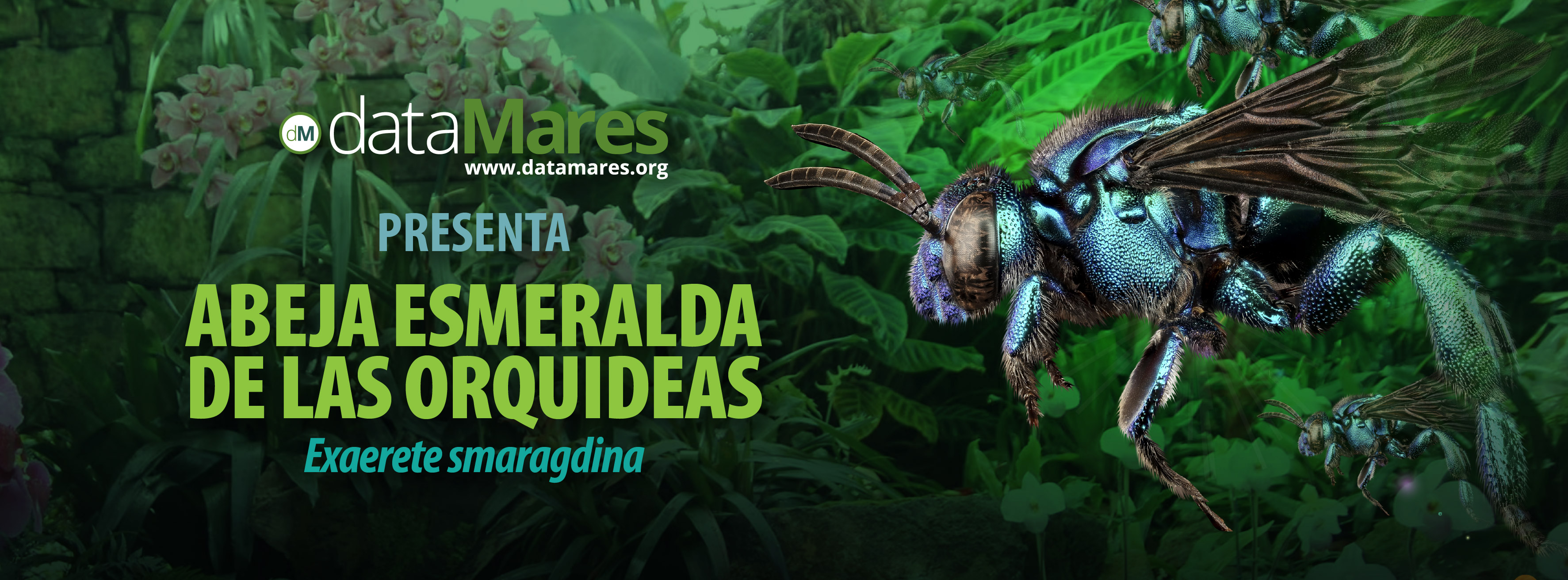 BANNER ABEJA ESMERALDA-01