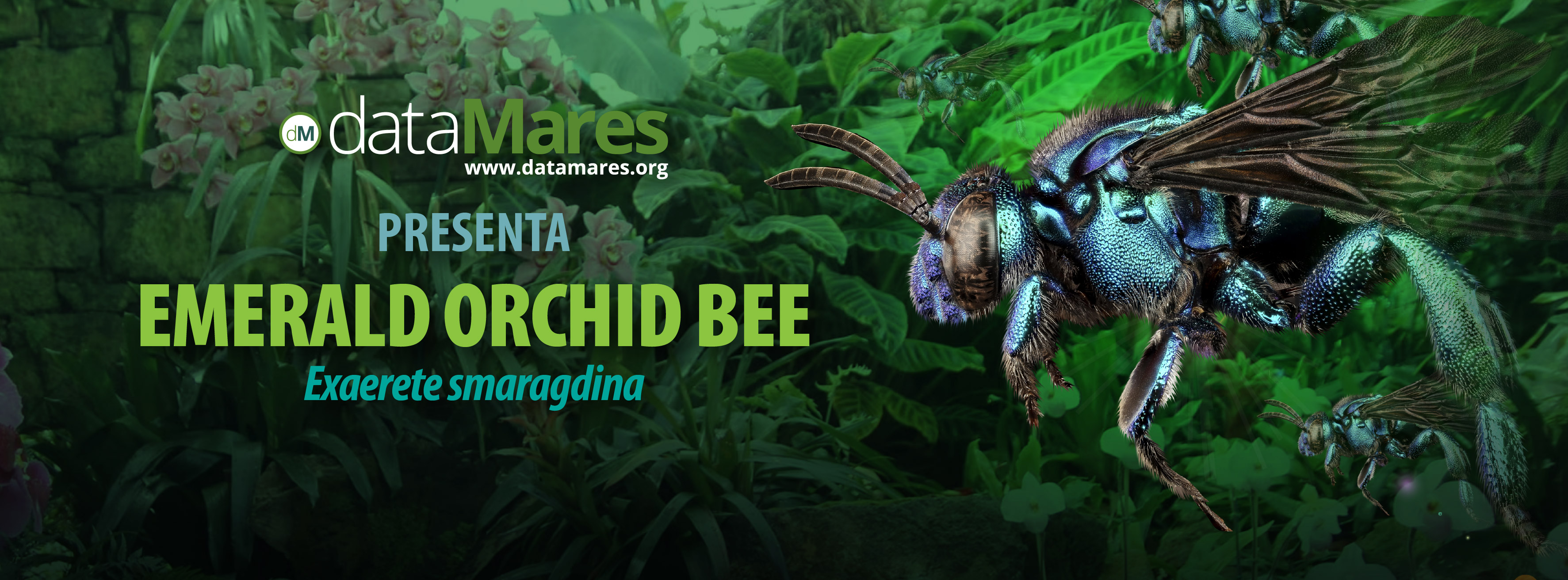 BANNER ABEJA ESMERALDA-02