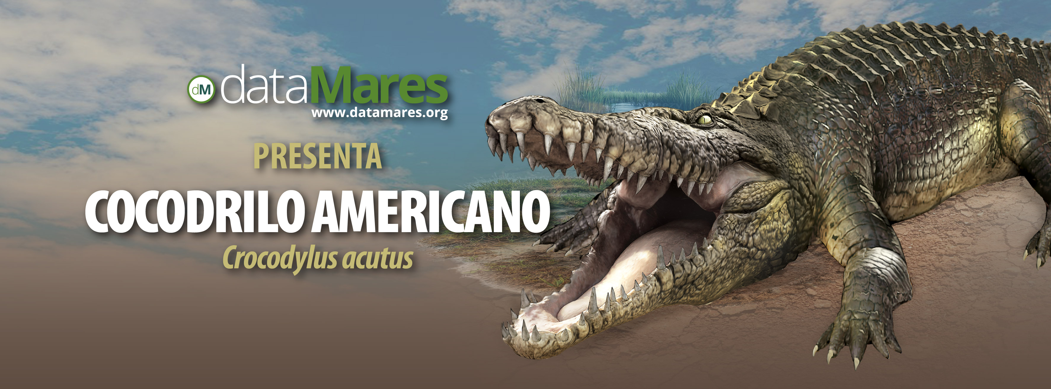 BANNER COCODRILO-01