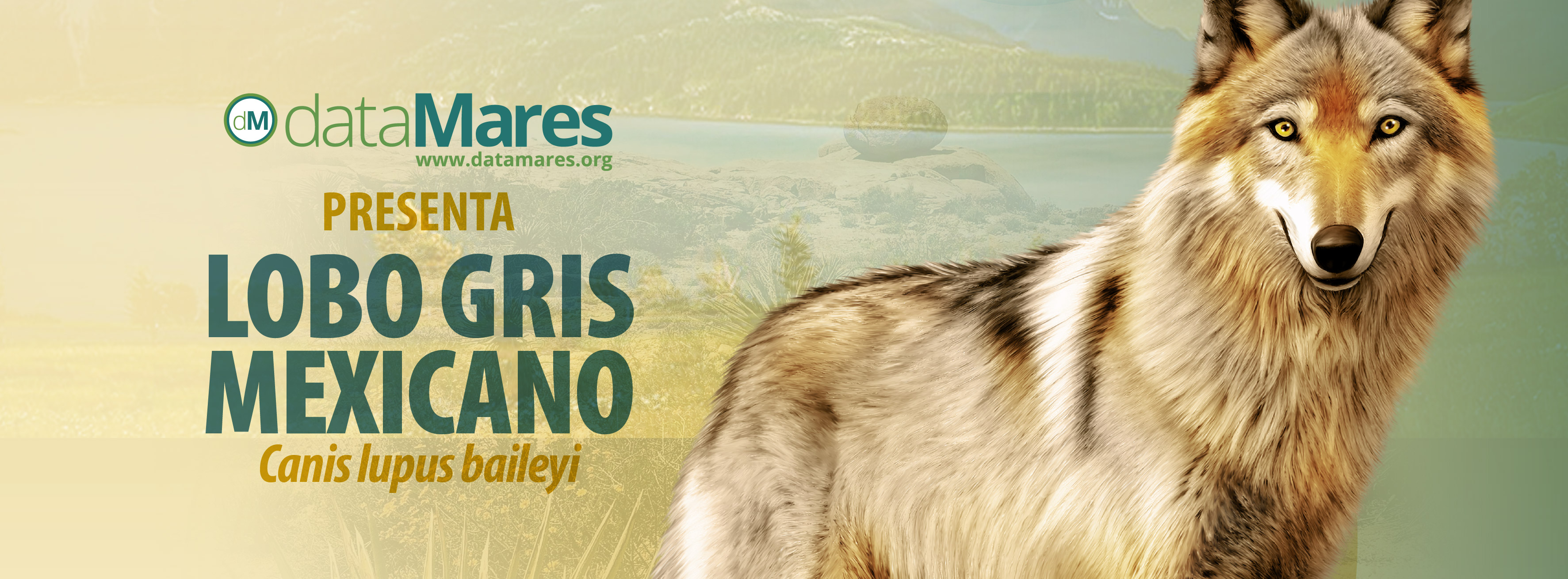 BANNER LOBO MEXICANO-01