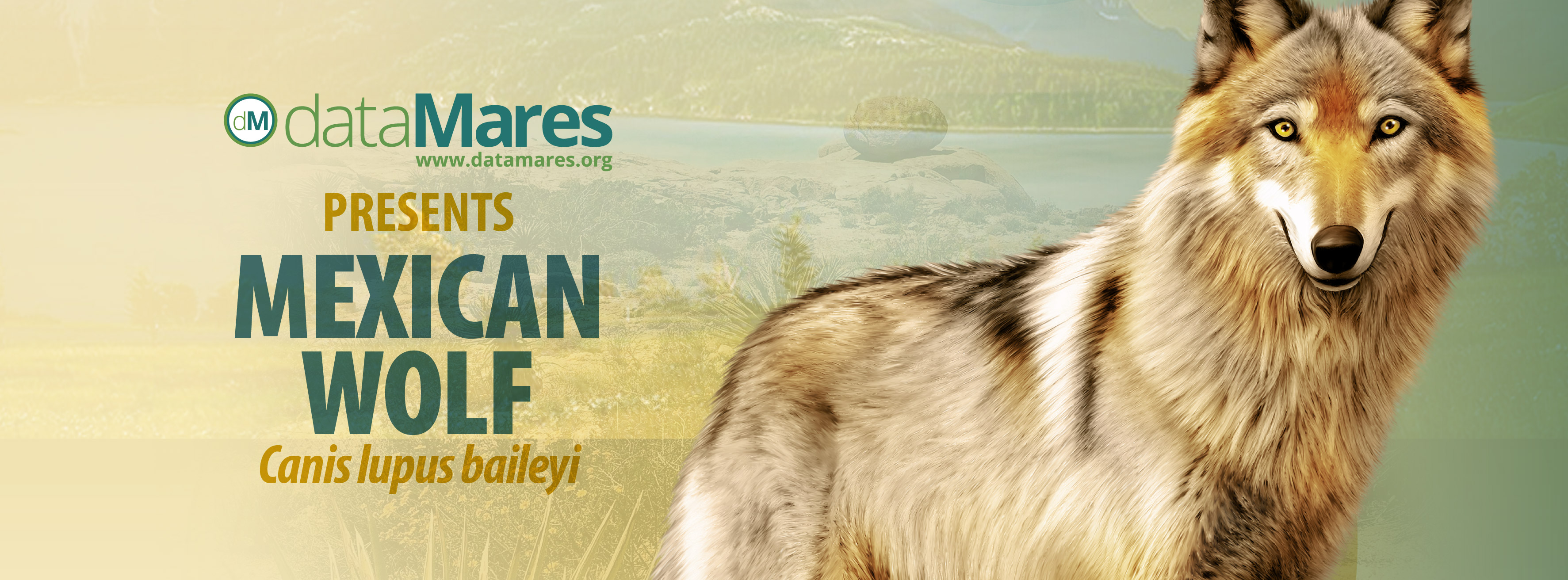 BANNER LOBO MEXICANO-02