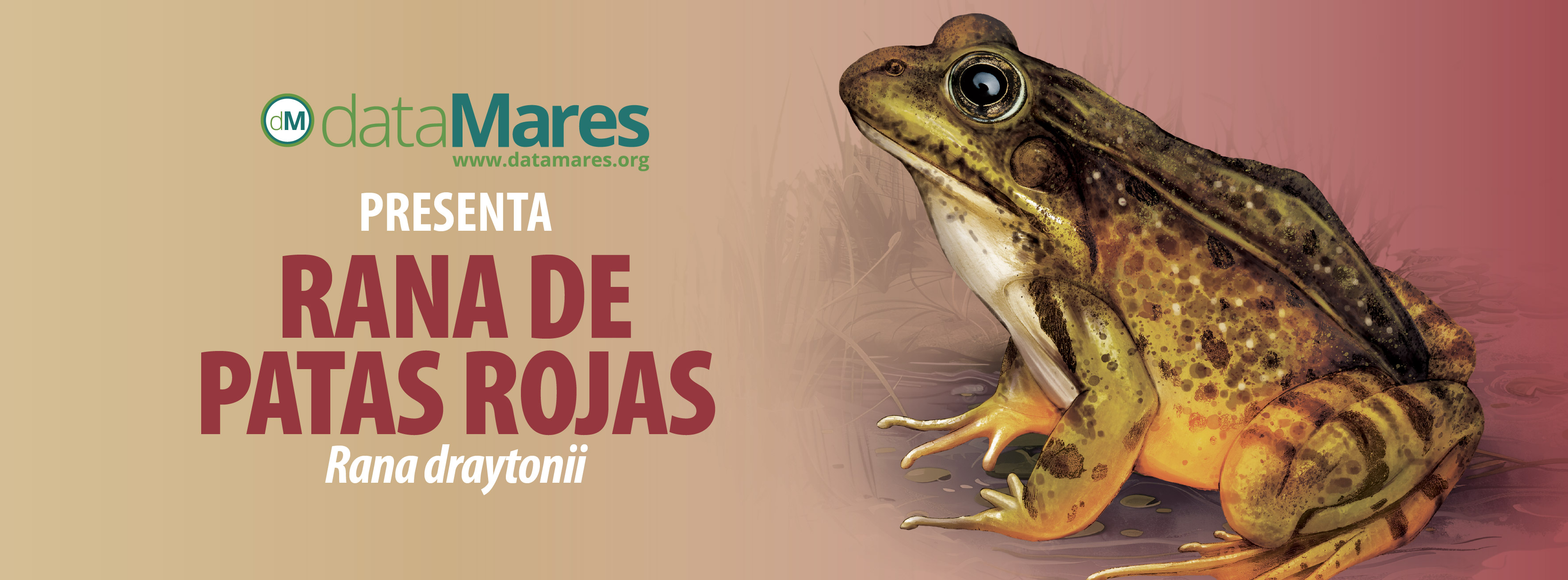 BANNER RANA PATAS ROJAS-01