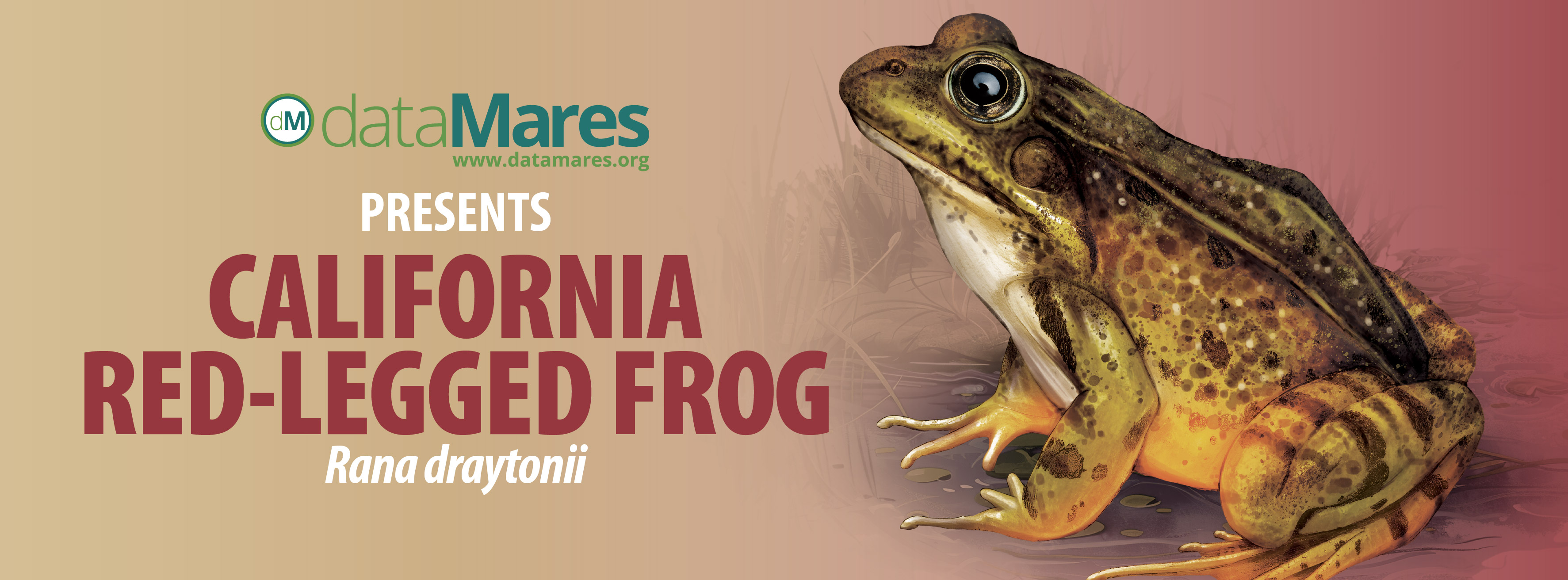 BANNER RANA PATAS ROJAS-02