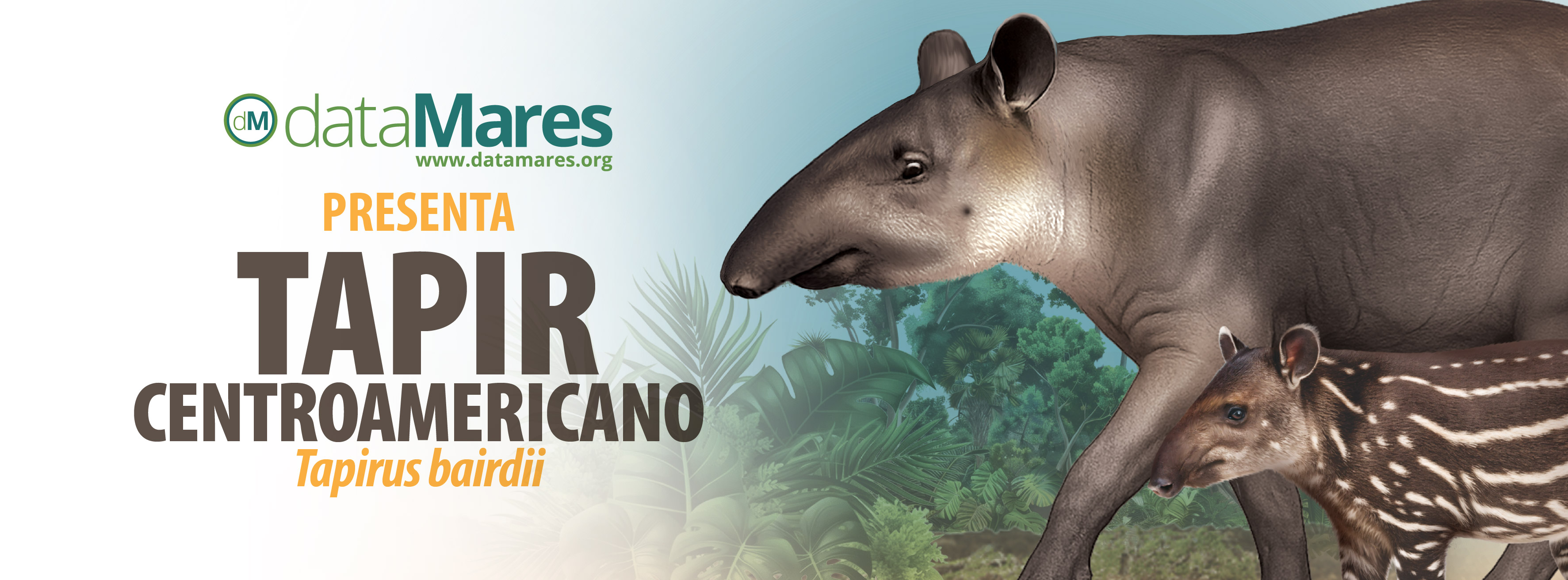 BANNER TAPIR-01