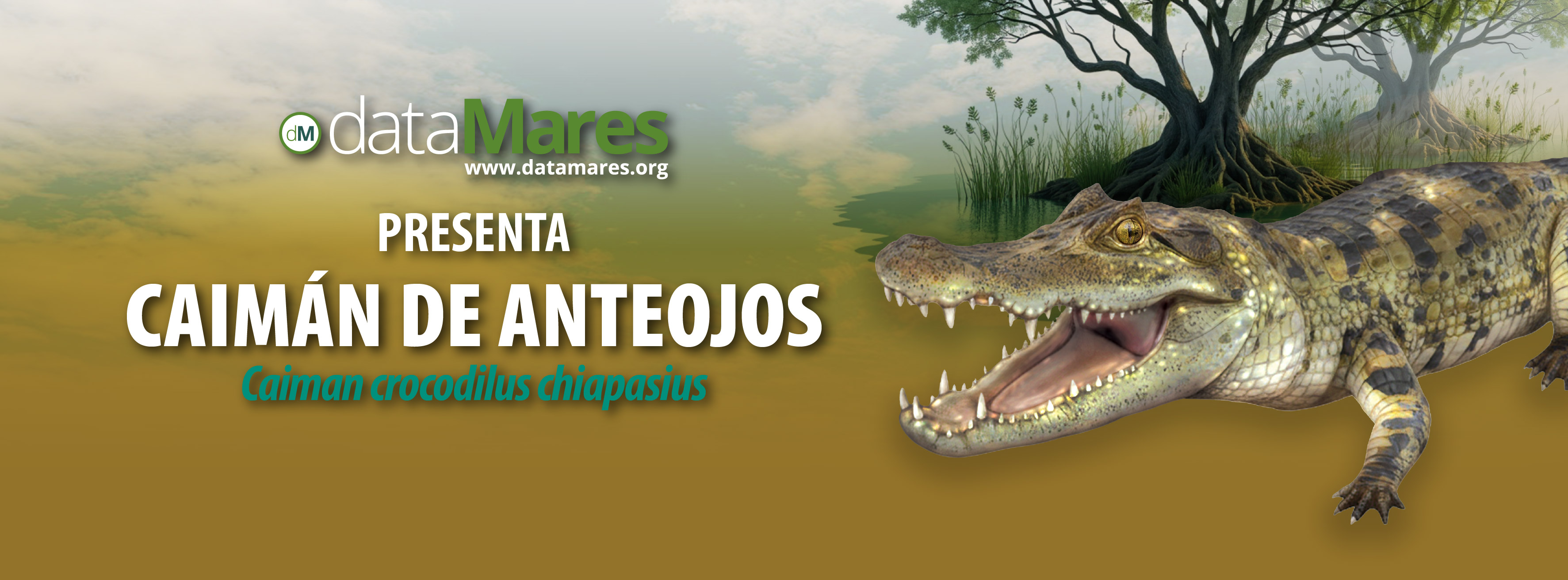 BANNER CAIMAN-01