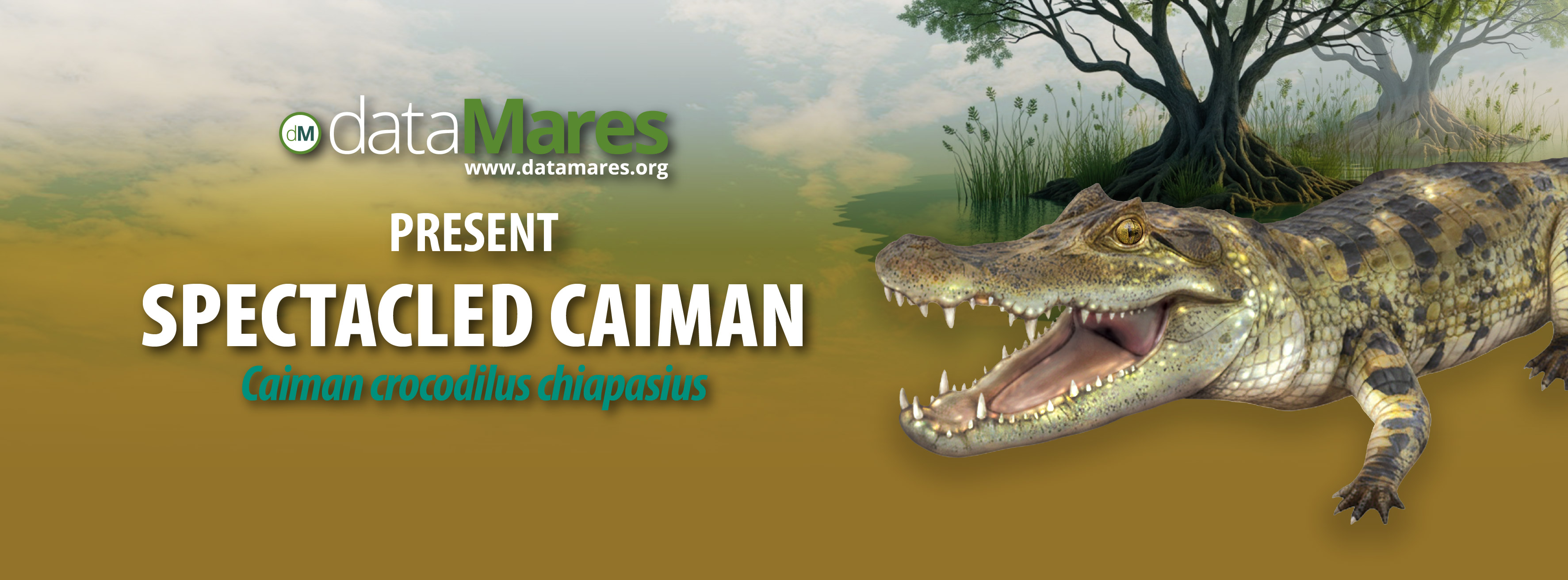 BANNER CAIMAN-02